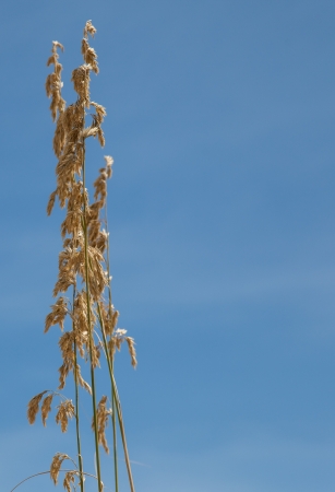 Wild grass set against a blue skyの写真素材