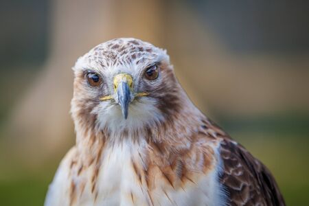 Red tailed hawk looking head onの写真素材
