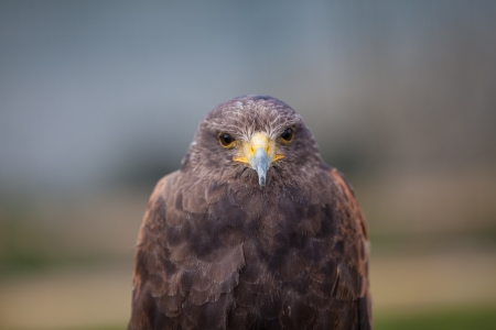 Head on Harris Hawk looking at cameraの写真素材
