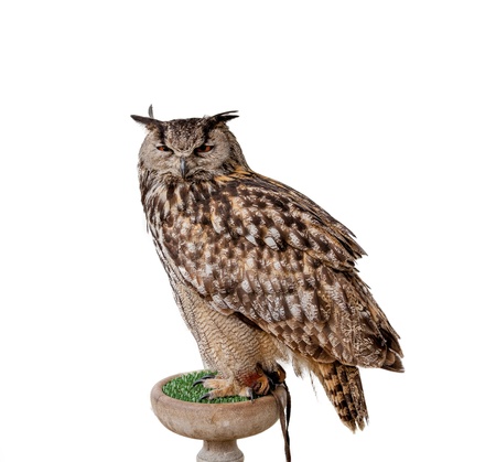 Eagle owl isolated on whiteの写真素材