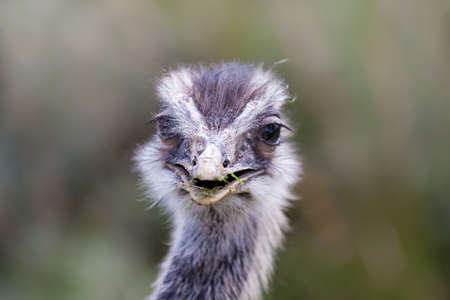 Close up head shot of Rhea birdの写真素材