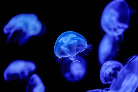many of blue moon jelly fish swimming