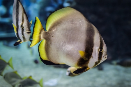 batfish swimming in the seaの写真素材