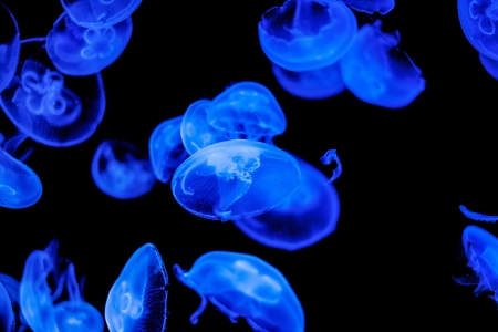 Lots of blue moon jelly fish swimmingの写真素材