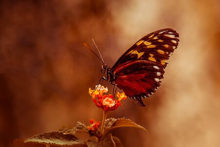 Butterfly on flower- plain tiger profileの写真素材
