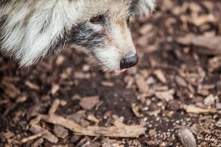 Racoon dog foraging on ground