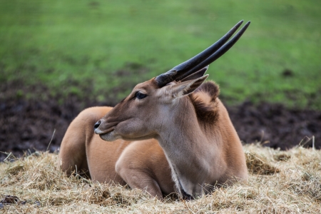 Elan antelope laid downの写真素材