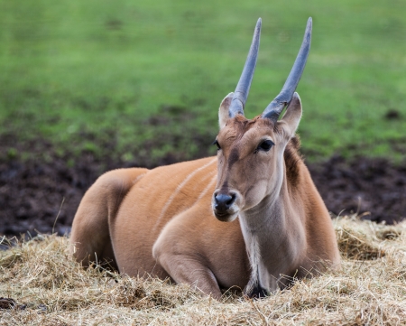 Elan antelope laid downの写真素材
