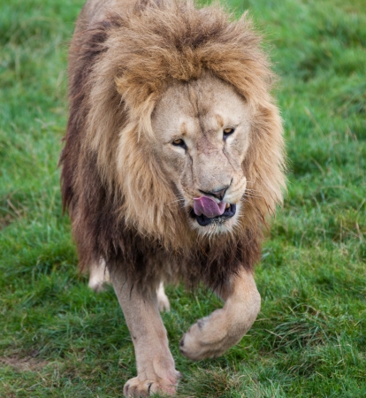 Lion licking lips on grassの写真素材
