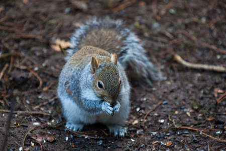 Squirrel eating a nut on groundの写真素材