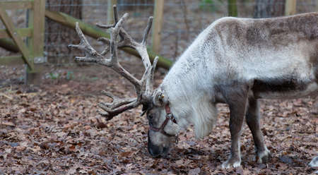 Reindoor foraging for food