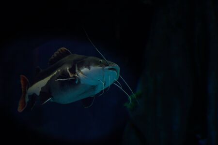 Catfishの写真素材