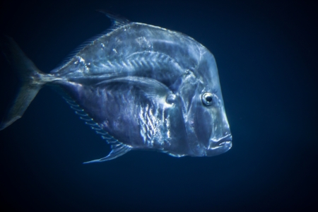 large blue silver fishの写真素材