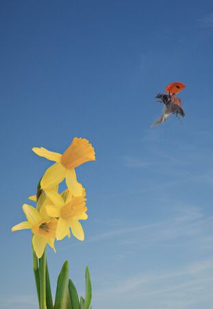 lady bird landing on flowerの写真素材
