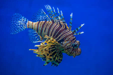 Scorpion Fish with blue backgroundの写真素材