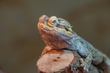 Bearded Dragon Lizardの写真素材