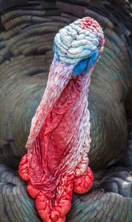 Photo of a rare breed turkey の写真素材