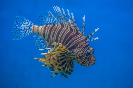 Scorpion Fish with blue backgroundの写真素材