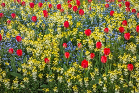 Colourful flower bedsの写真素材
