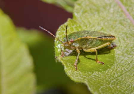 Common green shield bug on a leaf