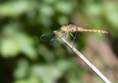 dragonfly on a stickの写真素材