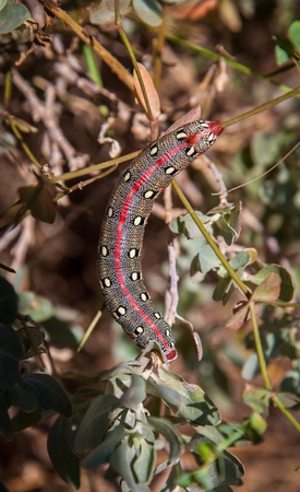 Spurge moth catapillar close upの写真素材