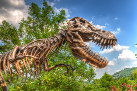 Dinosaur bones skull close up.のeditorial素材