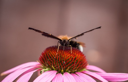 Peacock butterfly on pink flowerの写真素材