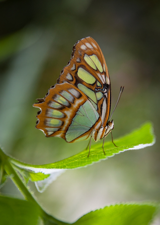 malachite butterflies (Siproeta stelenes) on leafの写真素材