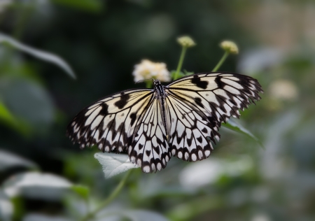 Wood nyph butterfly feedingの写真素材