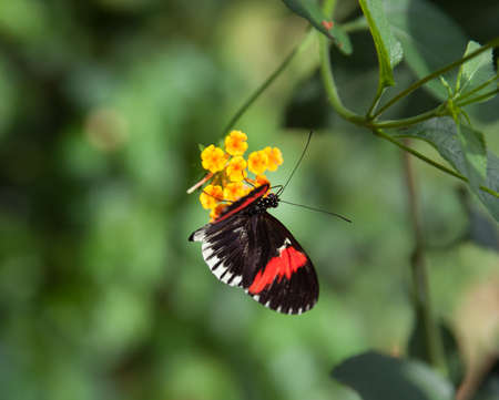 Postmand butterfly feeding on flowerの写真素材