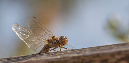 Immature Common darter Dragon fly just hatchedの写真素材