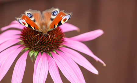 Peacock butterfly on pink flowerの写真素材