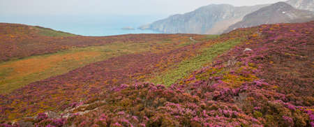 Heather background with many coloursの写真素材