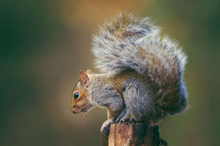 Grey Squirrel close up shotの写真素材