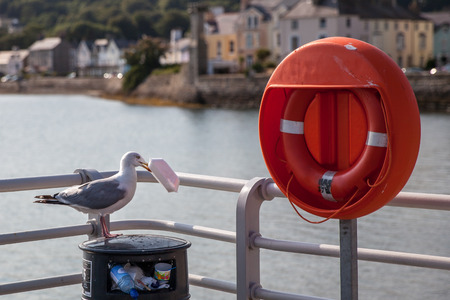 Sea gull scavenging from bin,の写真素材