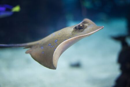 Bluespotted Stingray) swimming in the deepの写真素材