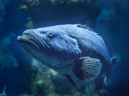 paddle tail fish swimming in the deepの写真素材