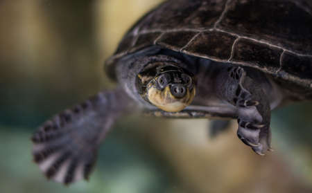 terrapin under the water swimmingの写真素材