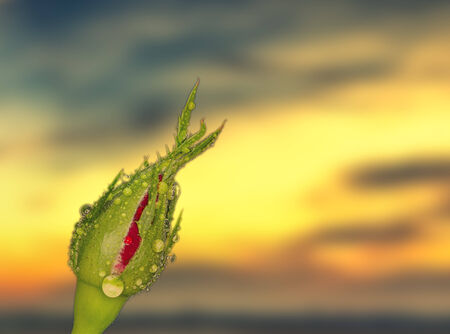 Rose bud macro shot sllose upの写真素材
