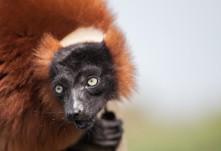 Picture of a red lemur monkeyの写真素材