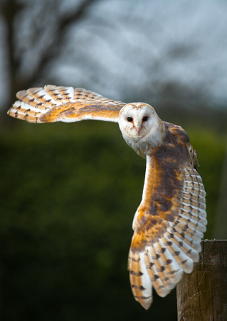 Barn owl in the country side flyingの写真素材