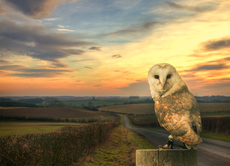 Barn owl in the country sideの写真素材