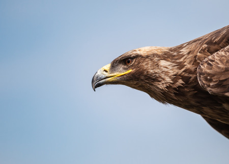Close up of a Russian Steppe Eagle