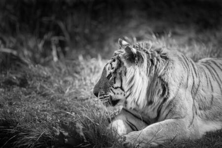 Picture of a Tiger outsideの写真素材
