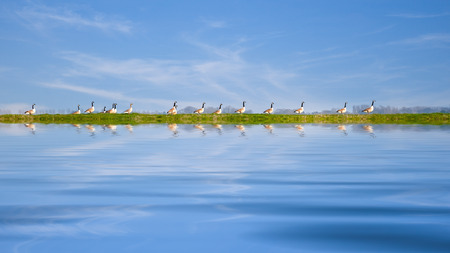 Geese linsed up like ducks in a rowの写真素材