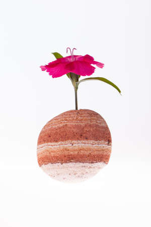 Flower growing from a stoneの写真素材