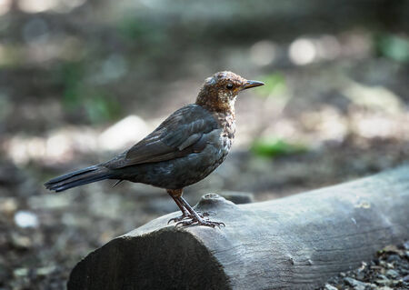 Young juvenile Blackbird in a forestの写真素材