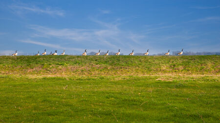 Geese linsed up like ducks in a rowの写真素材