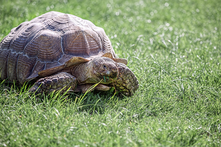 Tortoise on the grass eatingの写真素材
